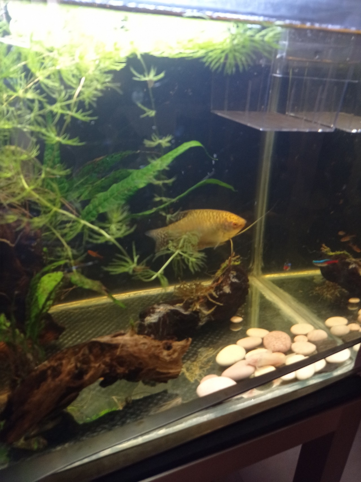 pez colidora dorada. Pez colidora dorada.